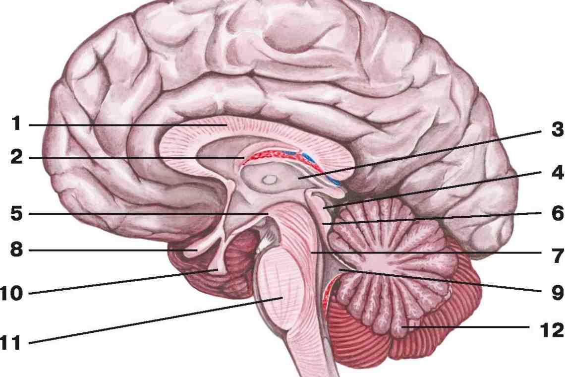Мозг человека: строение