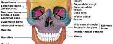 Топография черепа и его анатомия