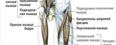 Строение ноги человека: кости и суставы