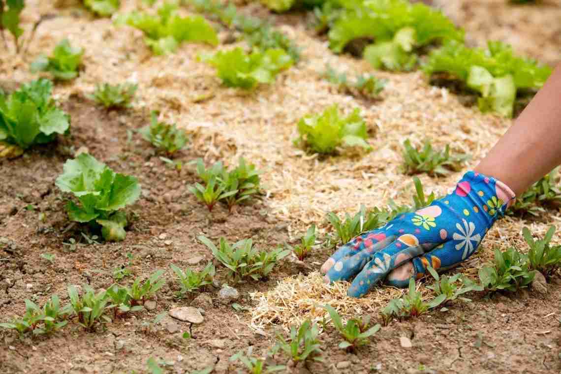 Опилки для огорода - польза и вред для растений, советы для правильного использования