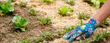 Опилки для огорода - польза и вред для растений, советы для правильного использования