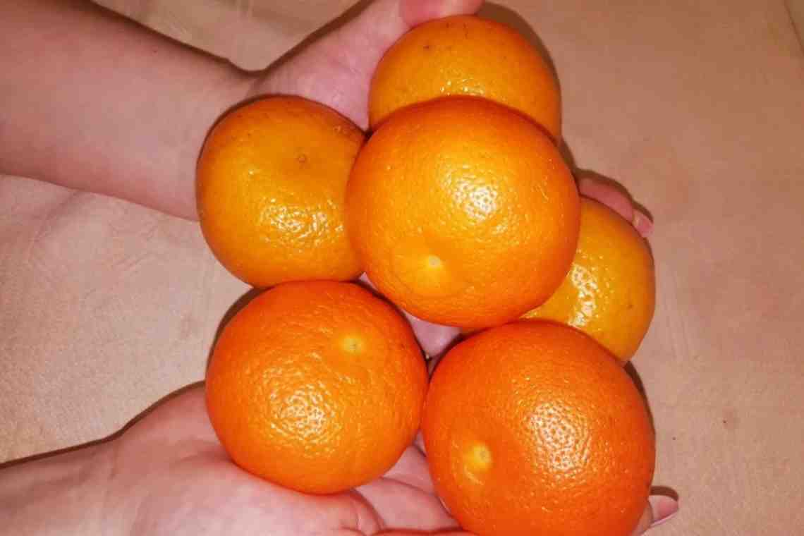 Мандарины в магните. Кислый мандарин. Сорт кислых мандаринов. Самый кислый мандарин. Оранжекват.