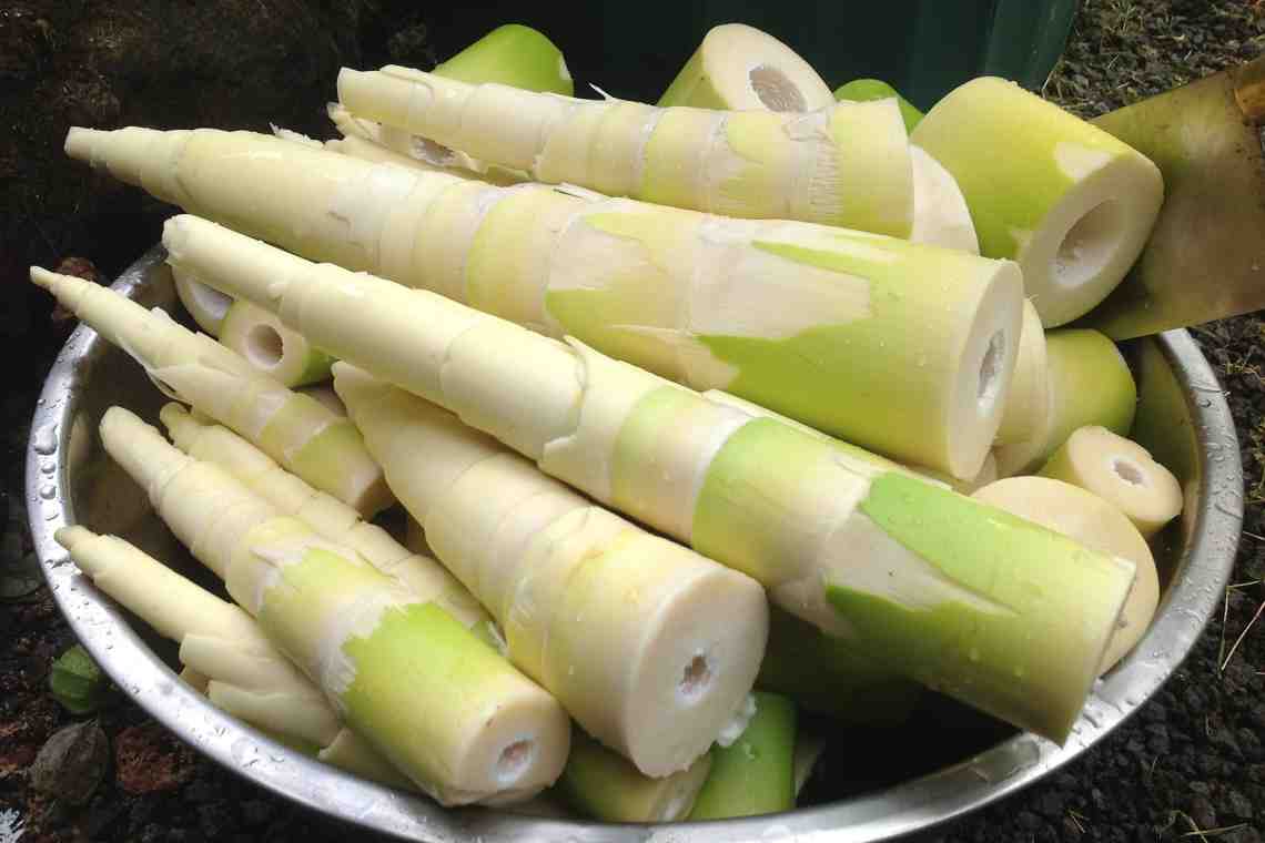 Побеги бамбука: состав, полезные свойства, рецепты