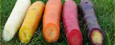 Белая морковь: сорта, вкус, полезные свойства. Почему морковь белая, а не оранжевая? Фиолетовая морковь