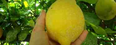 Лимон - фрукт или ягода?