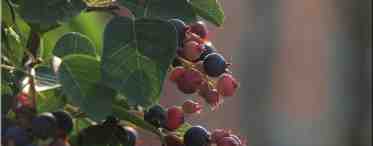 Что такое винная ягода? Винная ягода среди плодов