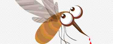 Как нарисовать комара: пошаговая инструкция