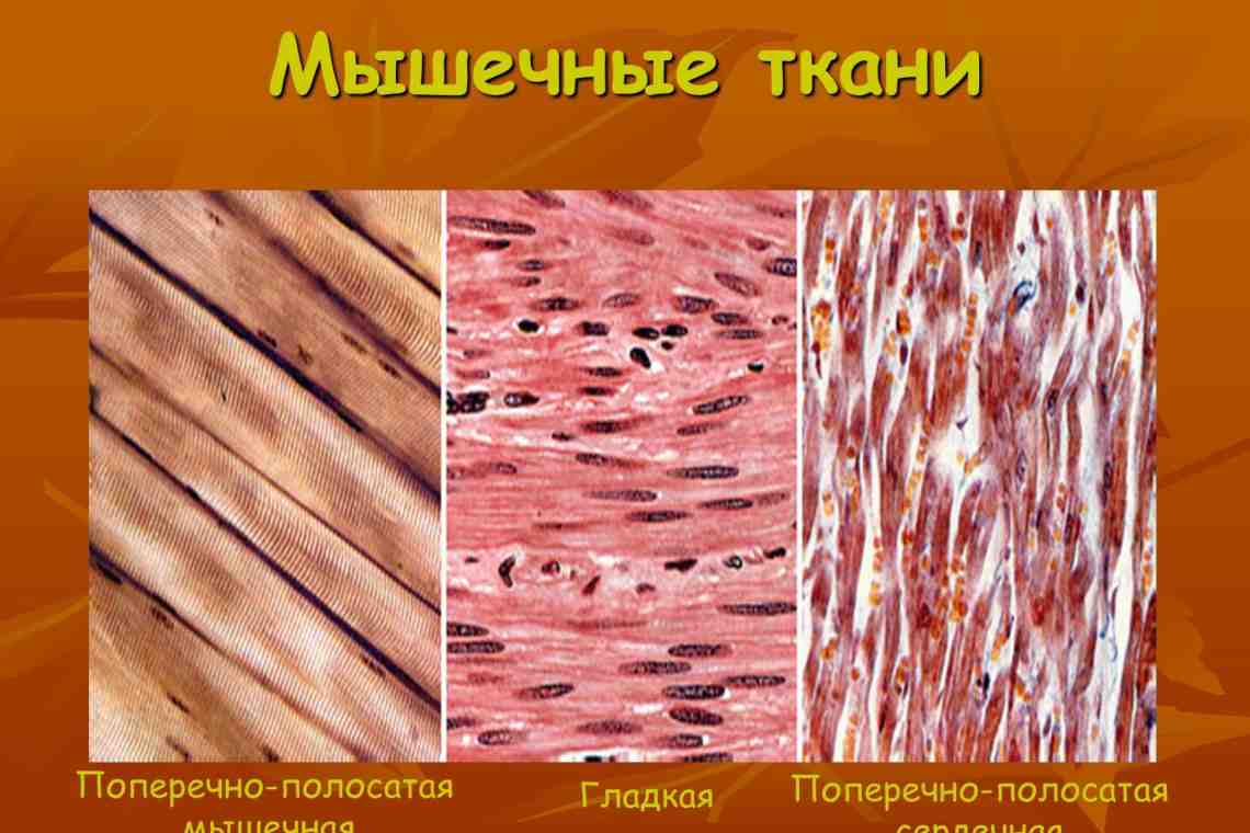 Животная ткань - разновидности и их особенности