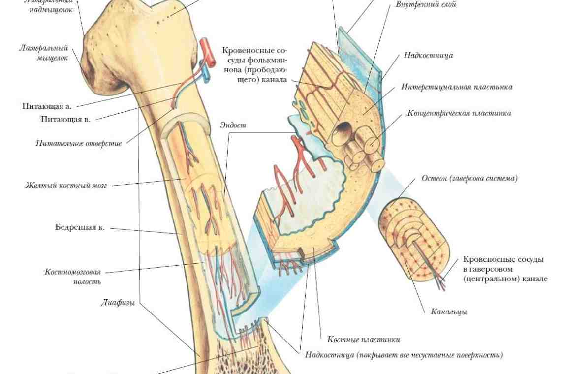 Классификация костей человека и их соединений