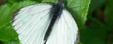 Капустная белянка (Pieris brassicae). Бабочки