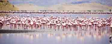 Озеро Натрон – излюбленное место фламинго