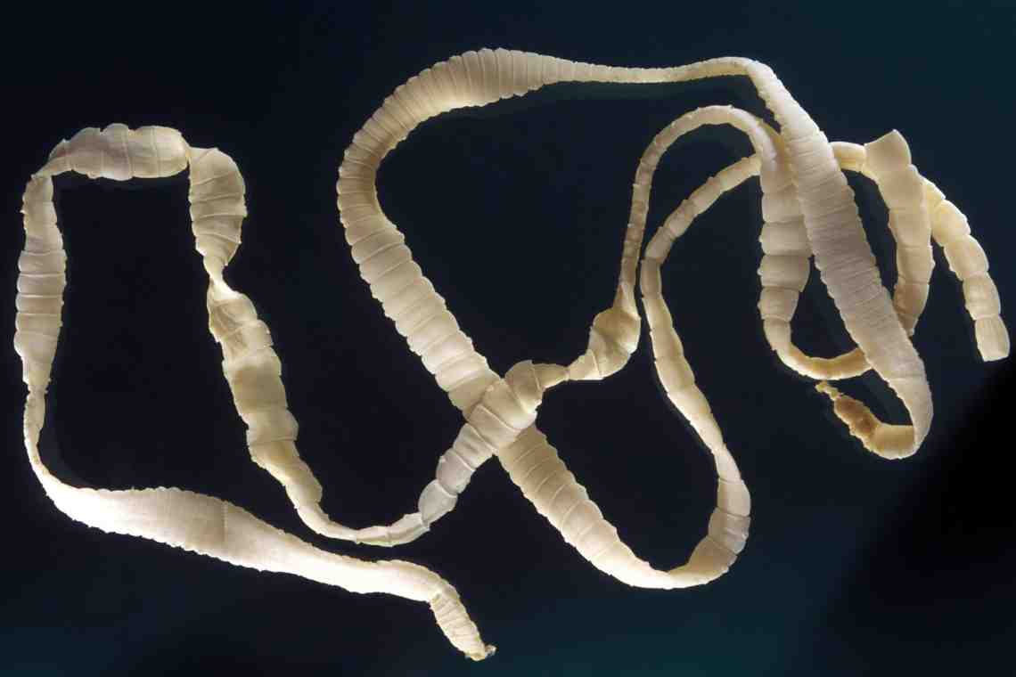 Класс Ленточные черви: общая характеристика, представители