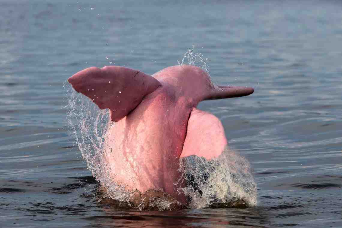 Розовые дельфины - загадка природы