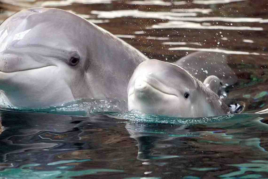 Животное дельфин. Интересные факты о дельфинах
