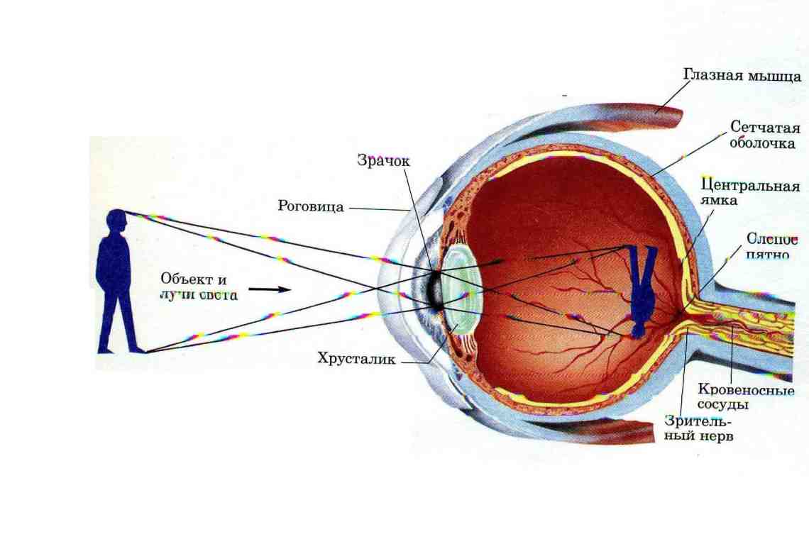 Что такое глаз? Какие функции выполняет глаз в теле человека?