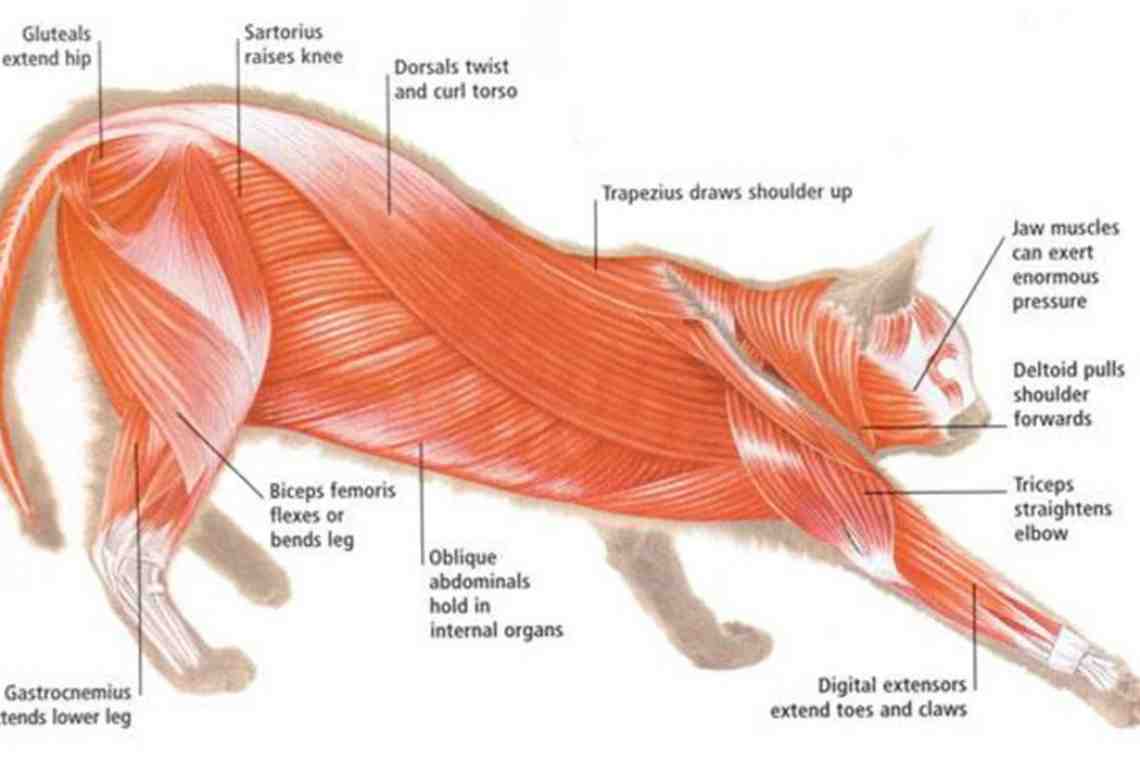 Кошка с мускулами