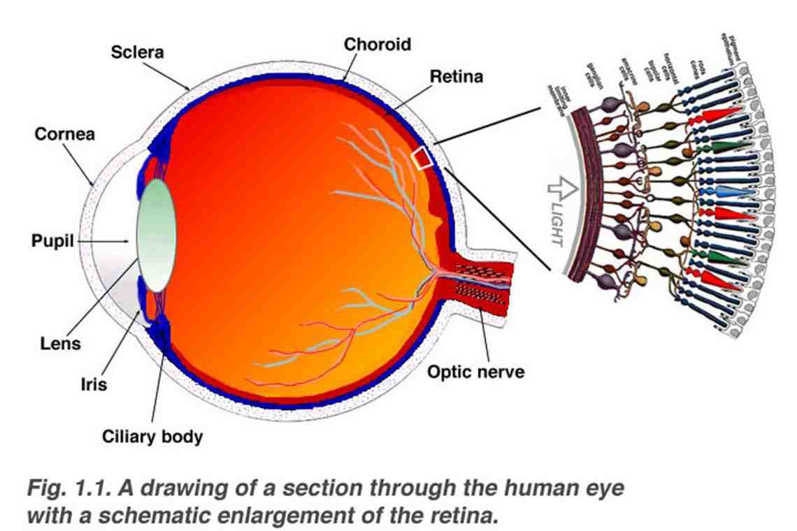 Оптическая система глаза: строение и функции