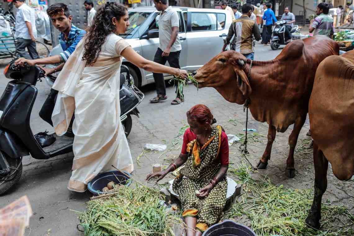 Животные Индии — священные и обычные