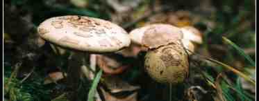 Какова роль грибов в жизни человека?