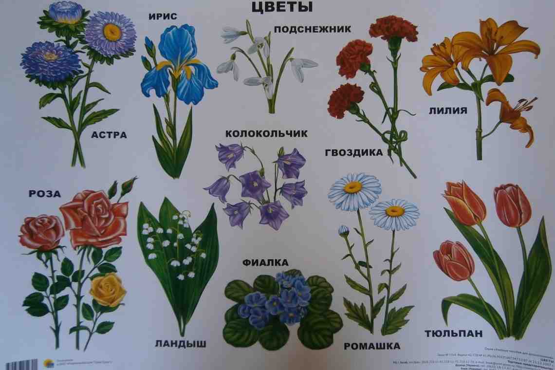 Цветы Разные Виды