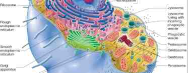 Немембранные органоиды: строение и функции