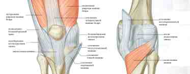 Коленный сустав - анатомия. Анатомия нижних конечностей человека, снимок
