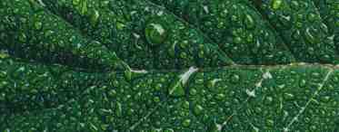 Зеленый пигмент растения. Хлорофилл — зеленый пигмент растений