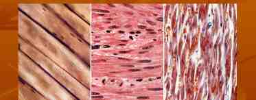 Функции мышечных тканей, виды и структура