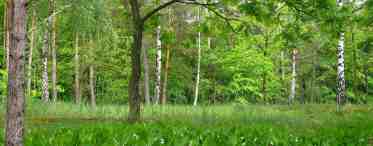Опушка леса – это... Экологические и ботанические особенности лесной опушки