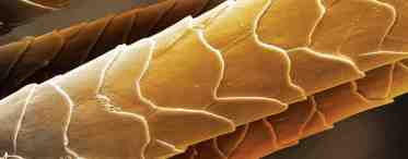 Кожа под микроскопом: особенности строения