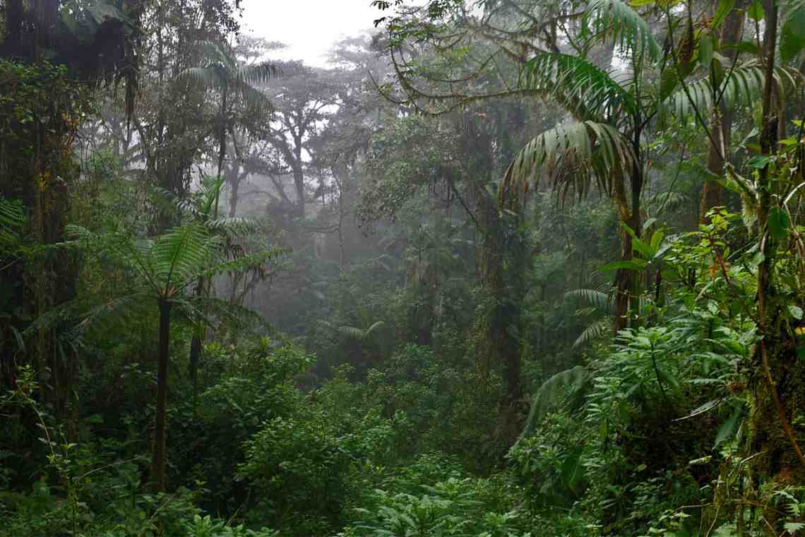Тропический лес Индии: особенности животного и растительного мира