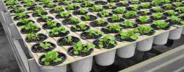 Как выращивать растения в гравии