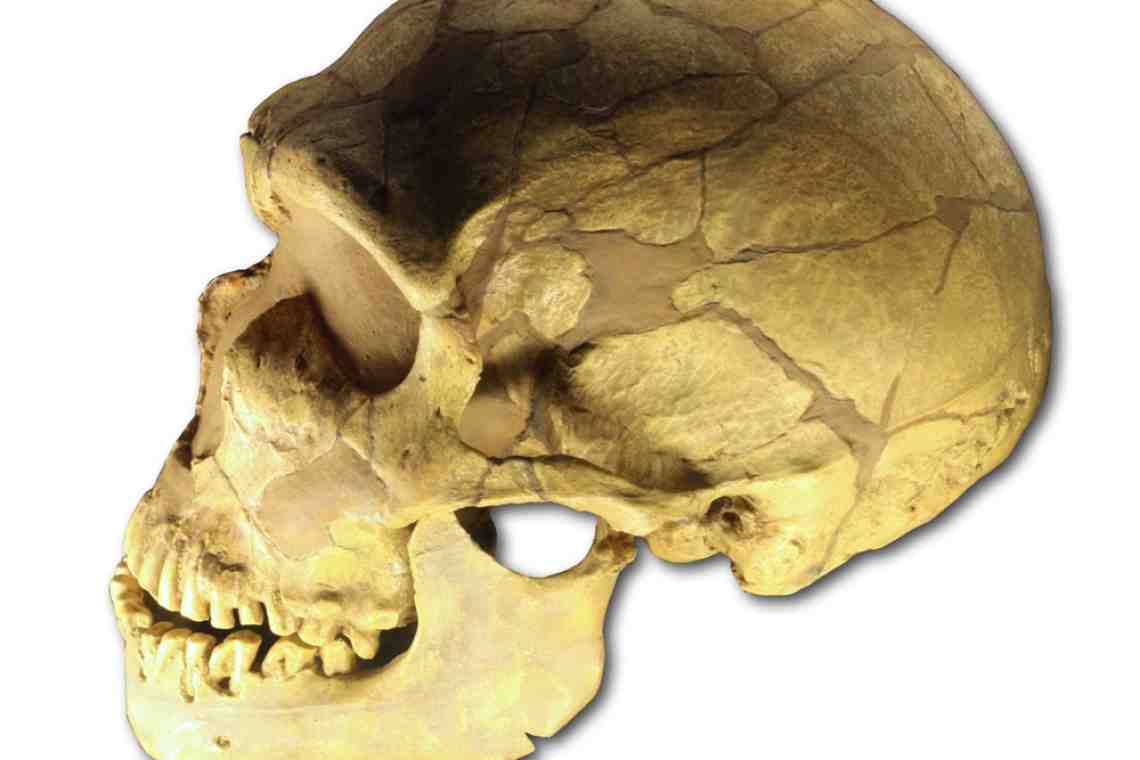 Различия головного мозга неандертальца и кроманьонца