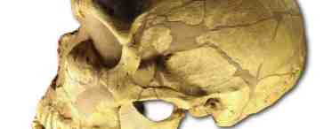 Различия головного мозга неандертальца и кроманьонца