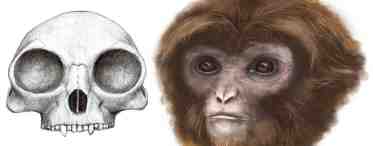 Предок человека и обезьяны
