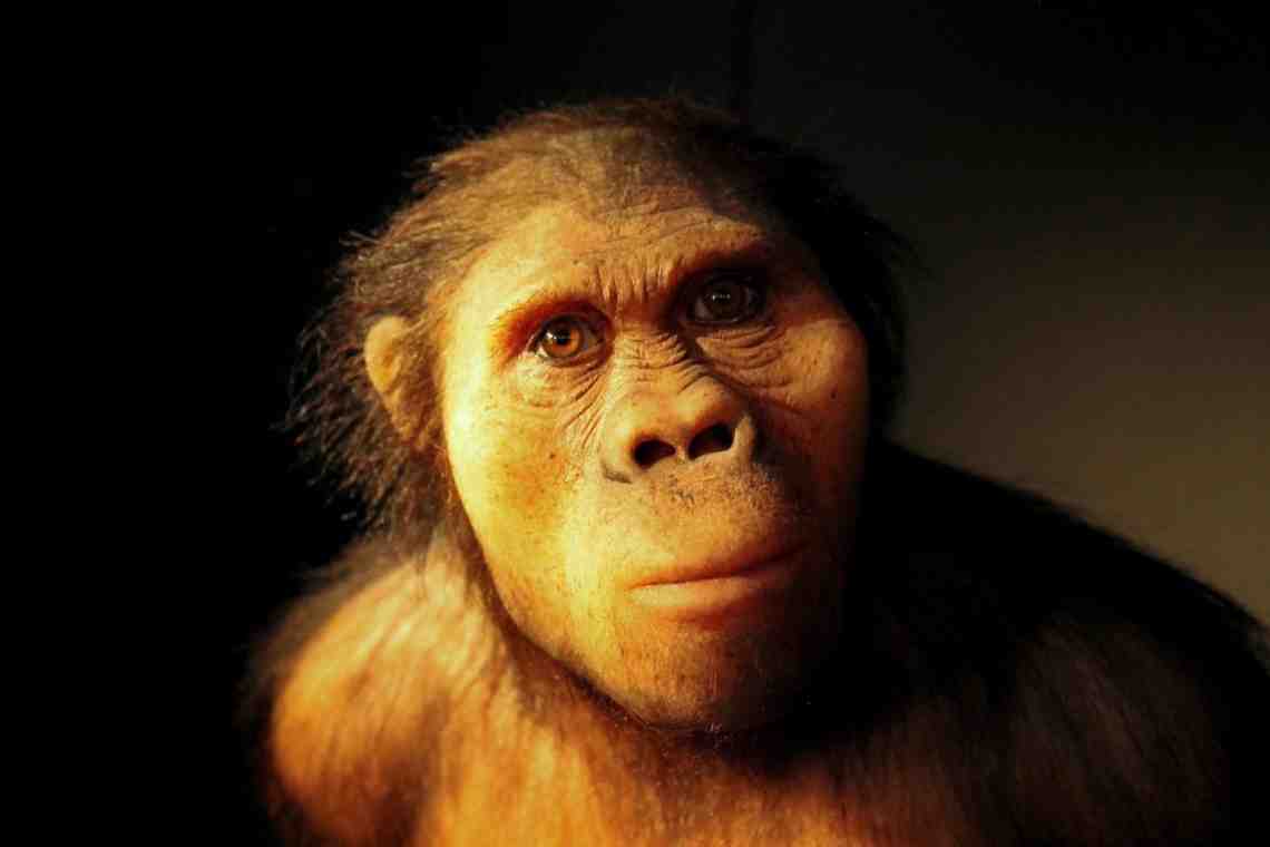 Предок шимпанзе и австралопитека