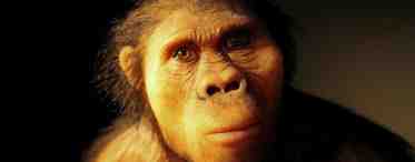 Предок шимпанзе и австралопитека
