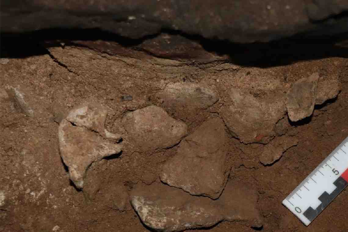 Ученые нашли окаменелости самого древнего предка