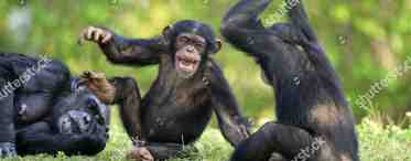 Проявления культуры у шимпанзе
