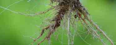 Развитие корневой системы растений