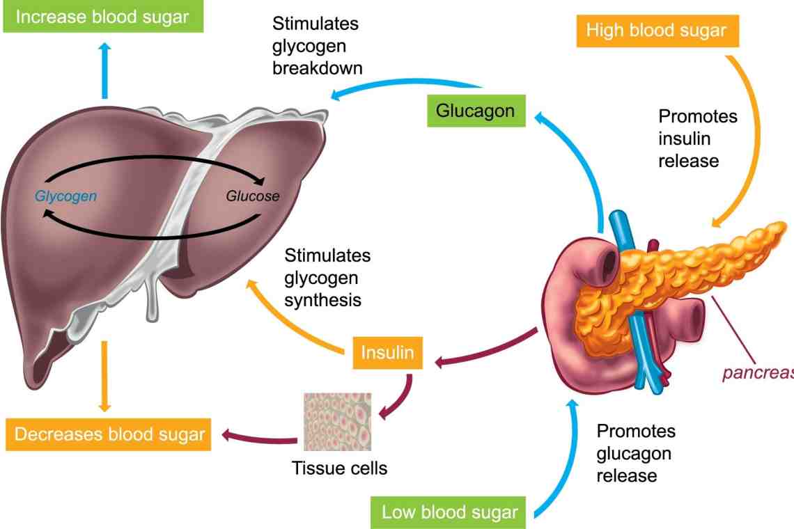 Печень какие гормоны. Инсулин в печени. Поджелудочная железа инсулин и глюкагон. Вырабатывает инсулин и глюкагон. Глюкагон в печени.