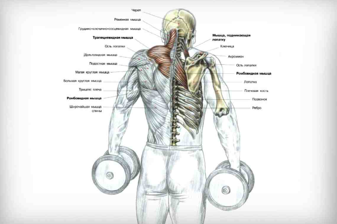 Как качать мышцы плеч