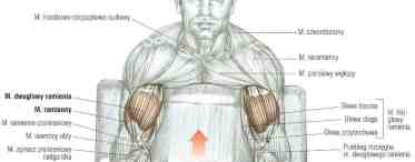 Как накачать плечелучевую мышцу