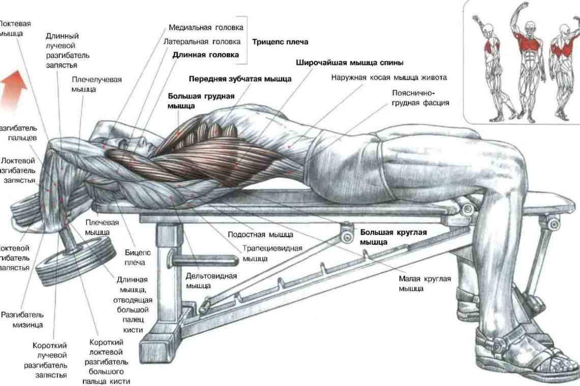Как накачать грудные мышцы за месяц