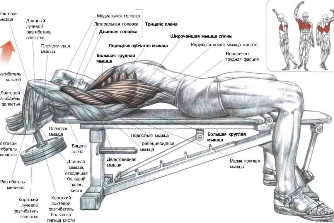 Как накачать мышцы груди гантелями