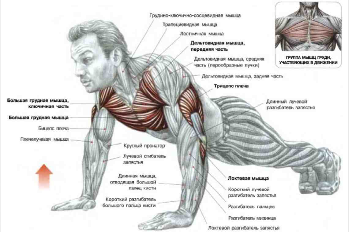 Как накачать грудные мышцы в зале
