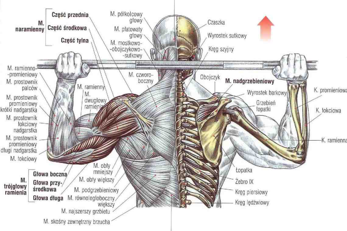 Как накачать мышцы плечевого пояса