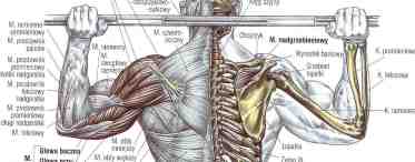 Как накачать мышцы плечевого пояса