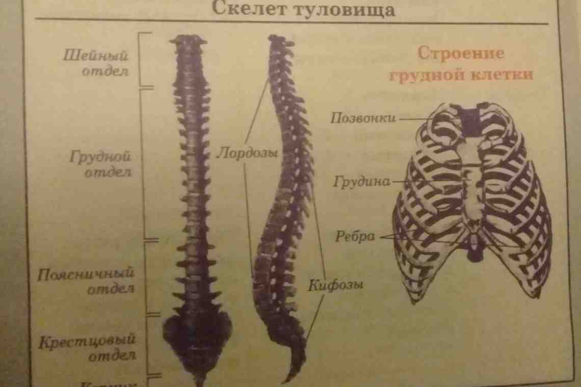 Отделы позвоночника, их функции