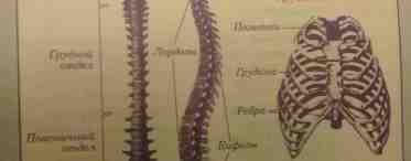 Отделы позвоночника, их функции
